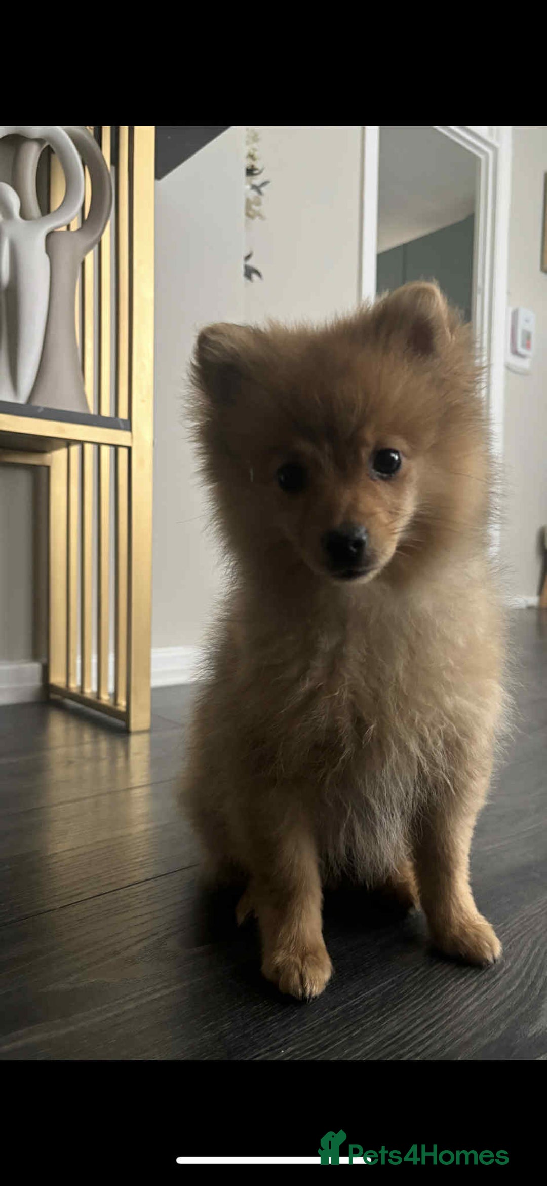 Pomeranian dogs for sale: chase 3 month old pom - Image 4
