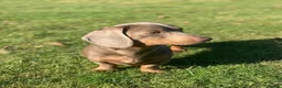 Miniature Dachshund dogs for sale: Beautiful chocolate & tan miniature dachshunds  - Advert 36