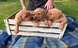 Labrador Retriever dogs for sale: STUNNING LITTER OF DARK FOX RED LABRADOR PUPPIES - Image 9