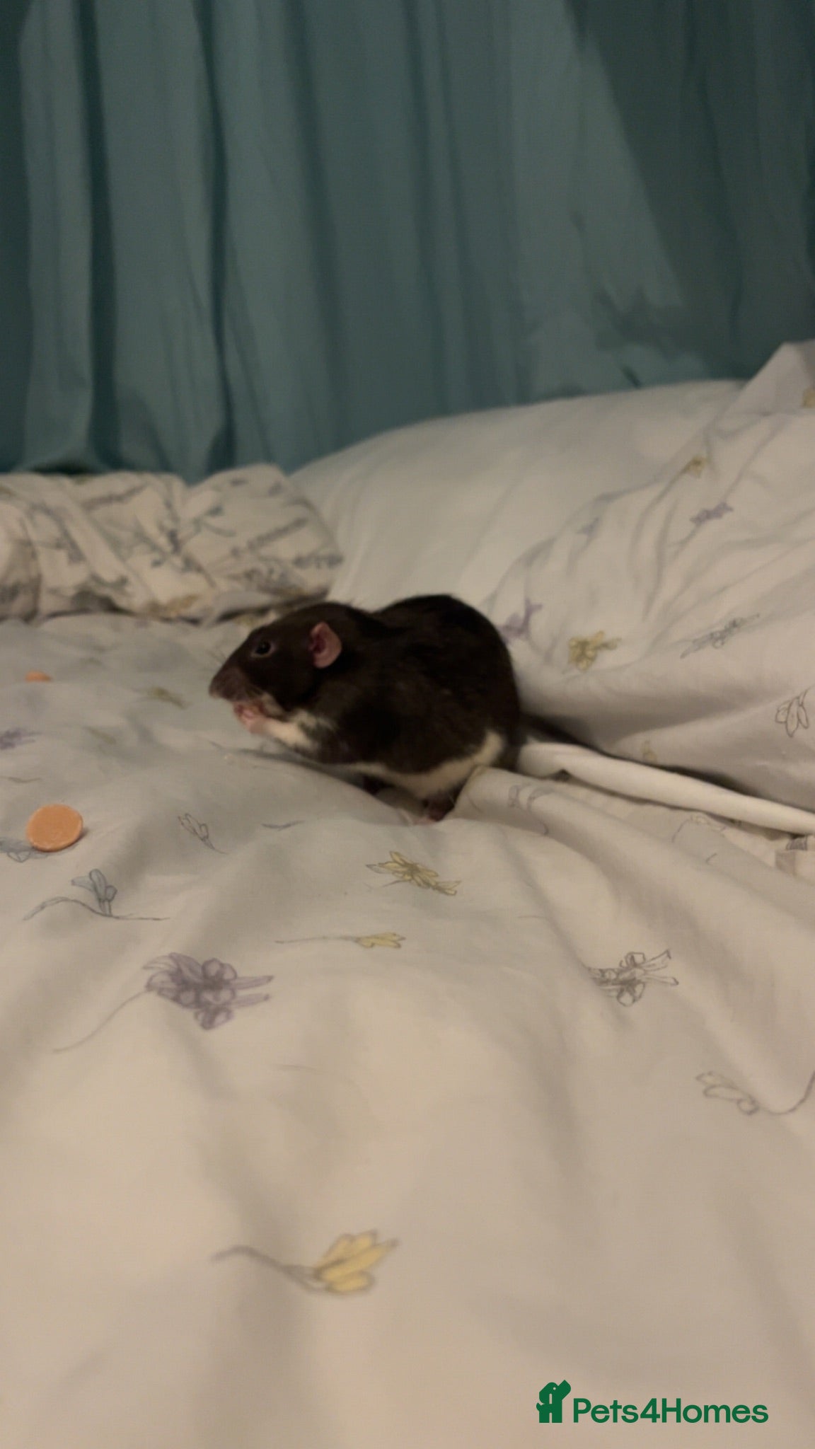 Rat rodents 2 male rats  - Advert 1