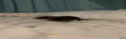 Rat rodents for sale: 2 male rats  in Worcester - Advert 1