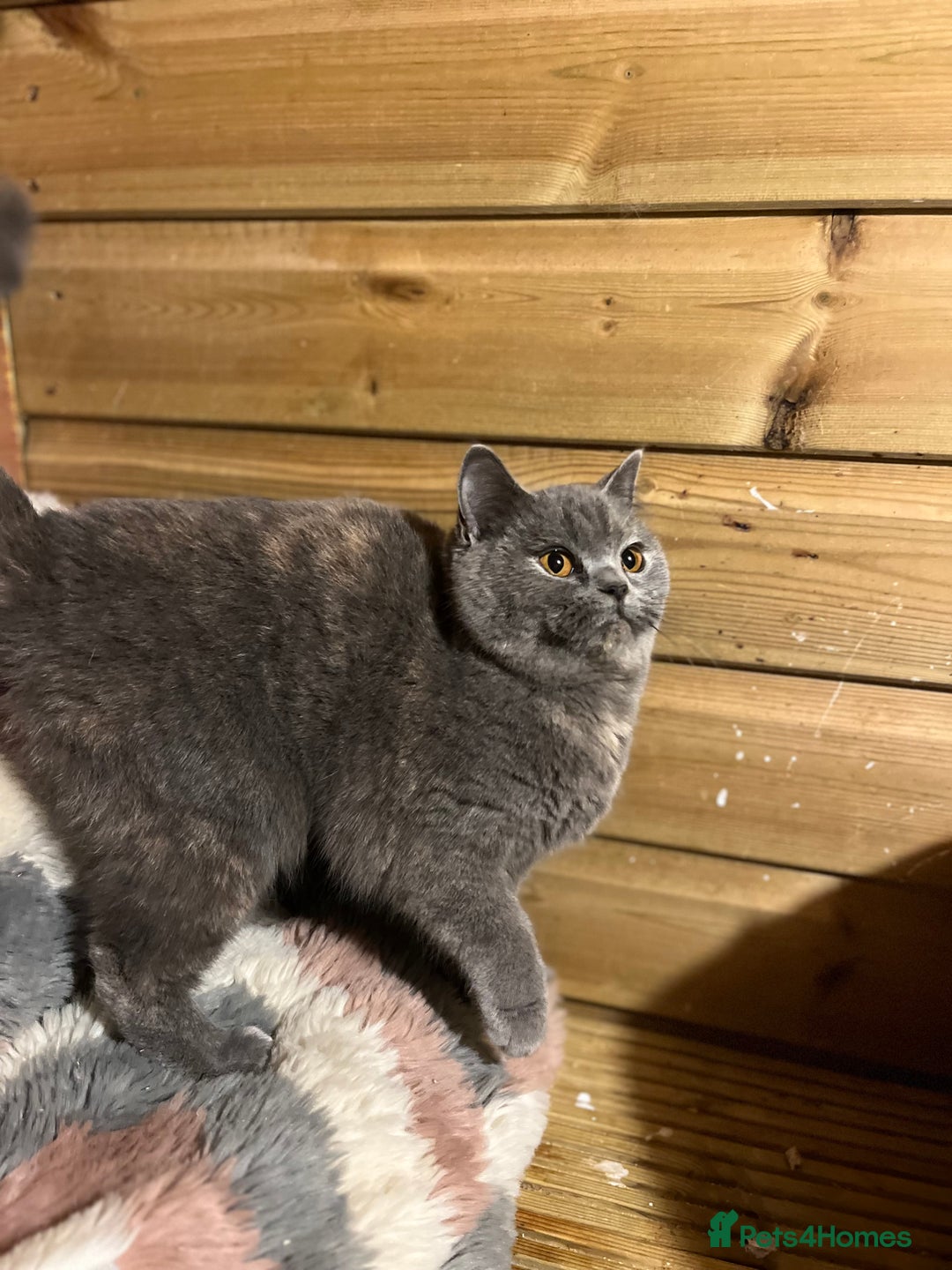 Brazilian Shorthair cats for sale: Young female British shorthair kitten  - Advert 1
