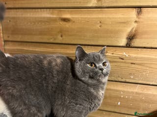 Brazilian Shorthair cats Young female British shorthair kitten - Advert 4