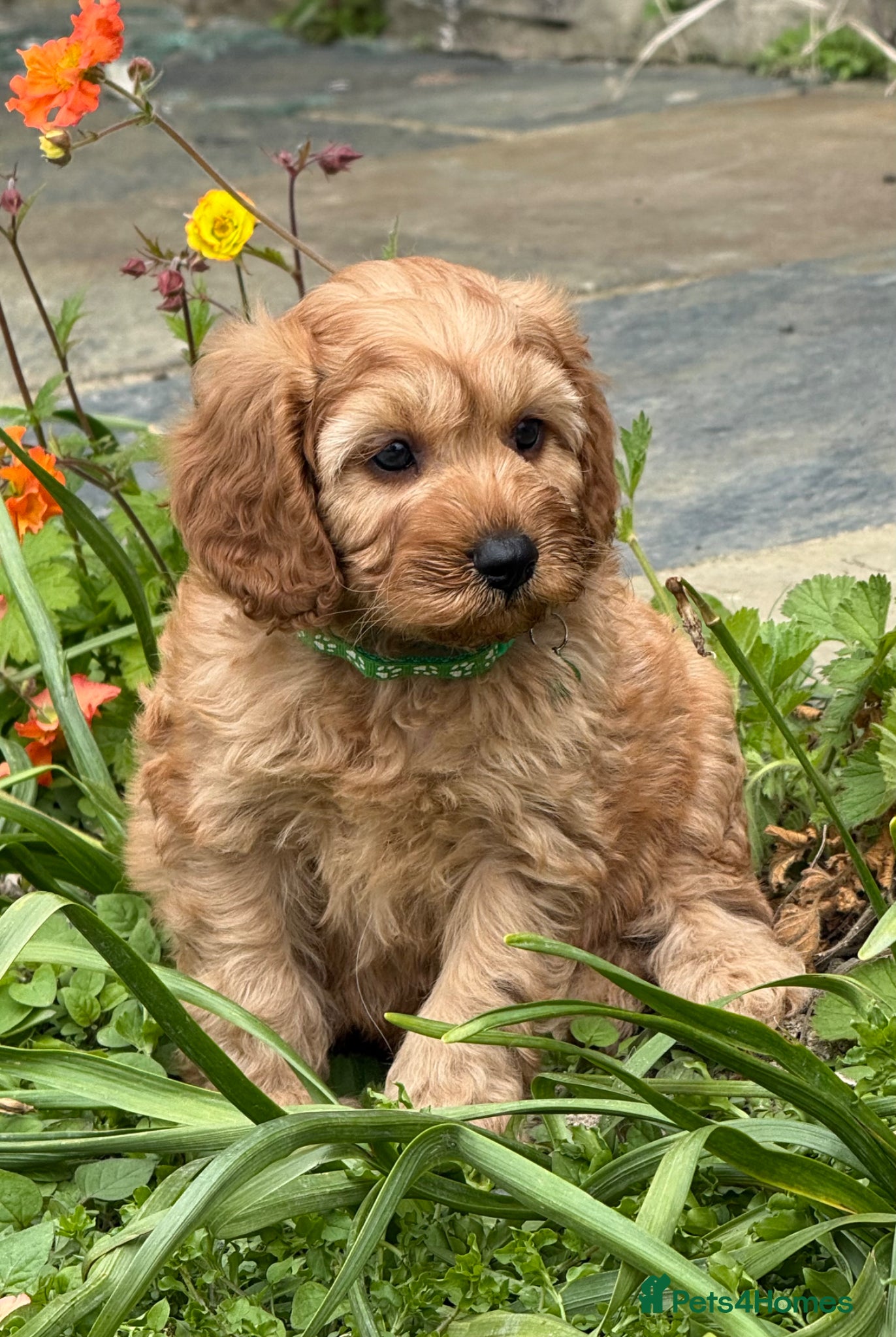 Cavapoo dogs for sale: Fox red&  dark peach cavapoo’s reared with love. - Advert 1