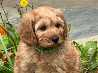 Cavapoo dogs for sale: Fox red& dark peach cavapoo’s reared with love. - Advert 1