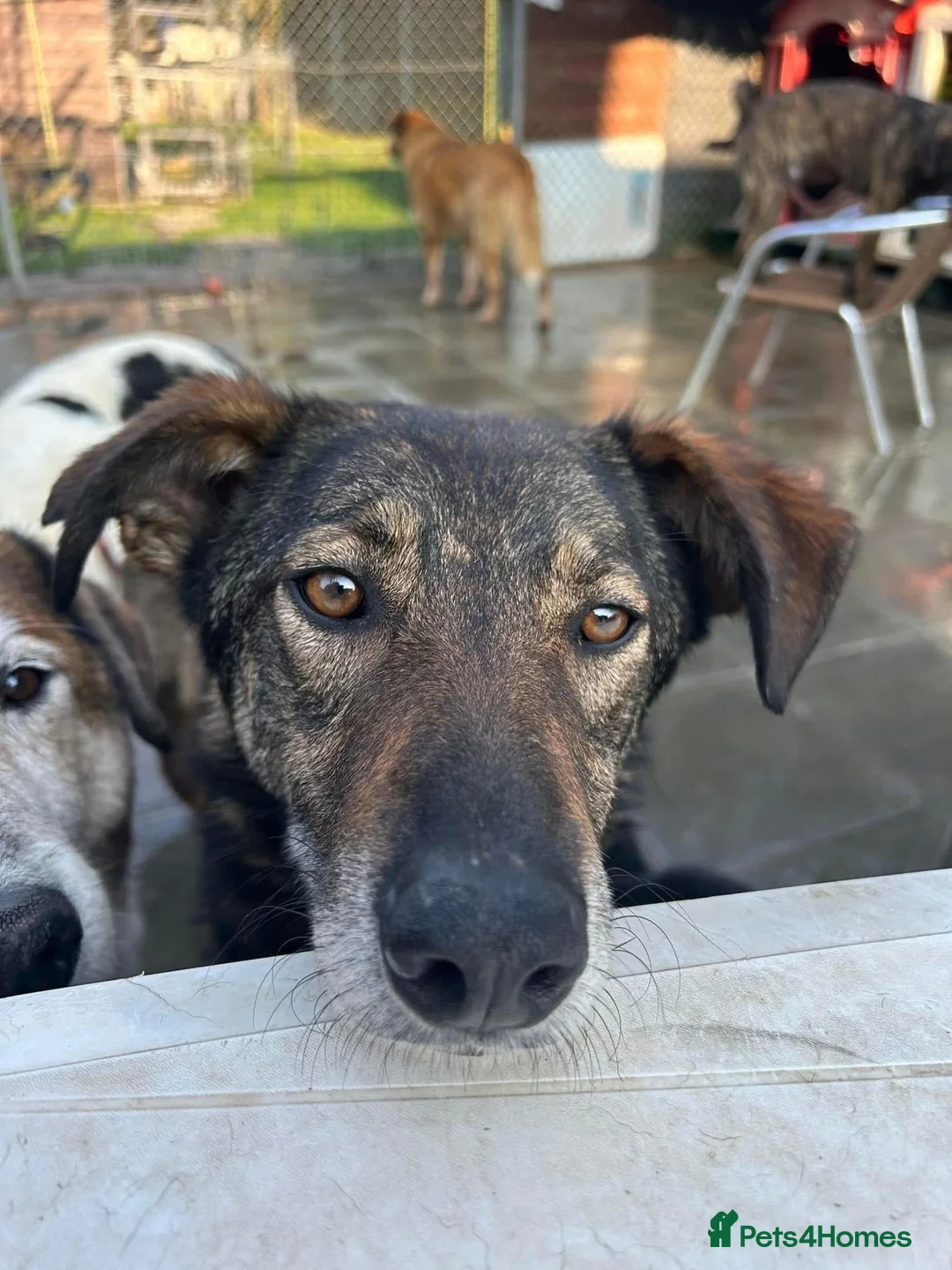 Mixed Breed dogs for adoption: Elsie - Norwich Norfolk  in Norwich - Advert 5