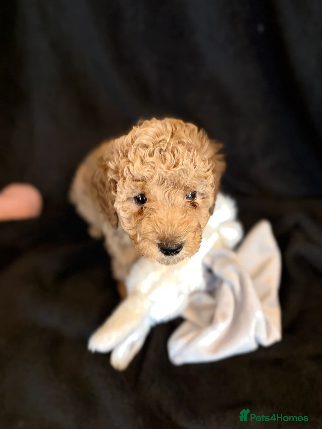 Cavapoochon dogs for sale: Gorgeous Therapy puppies  - Advert 3