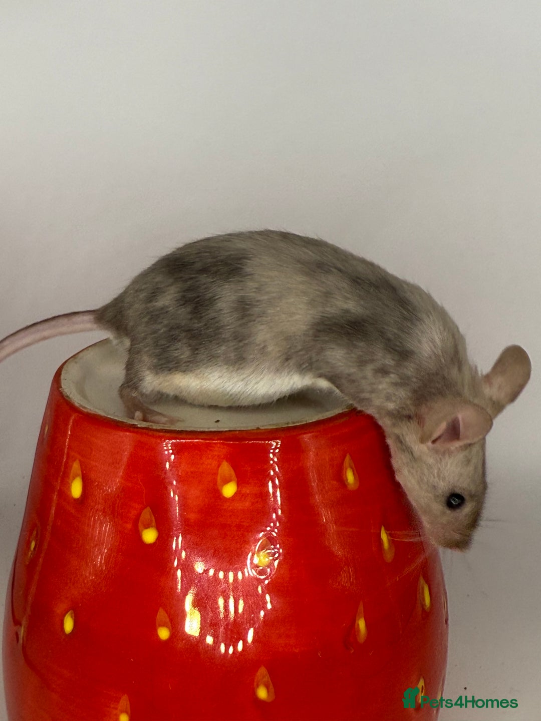 Mouse rodents for sale: Fancy mice - Image 4