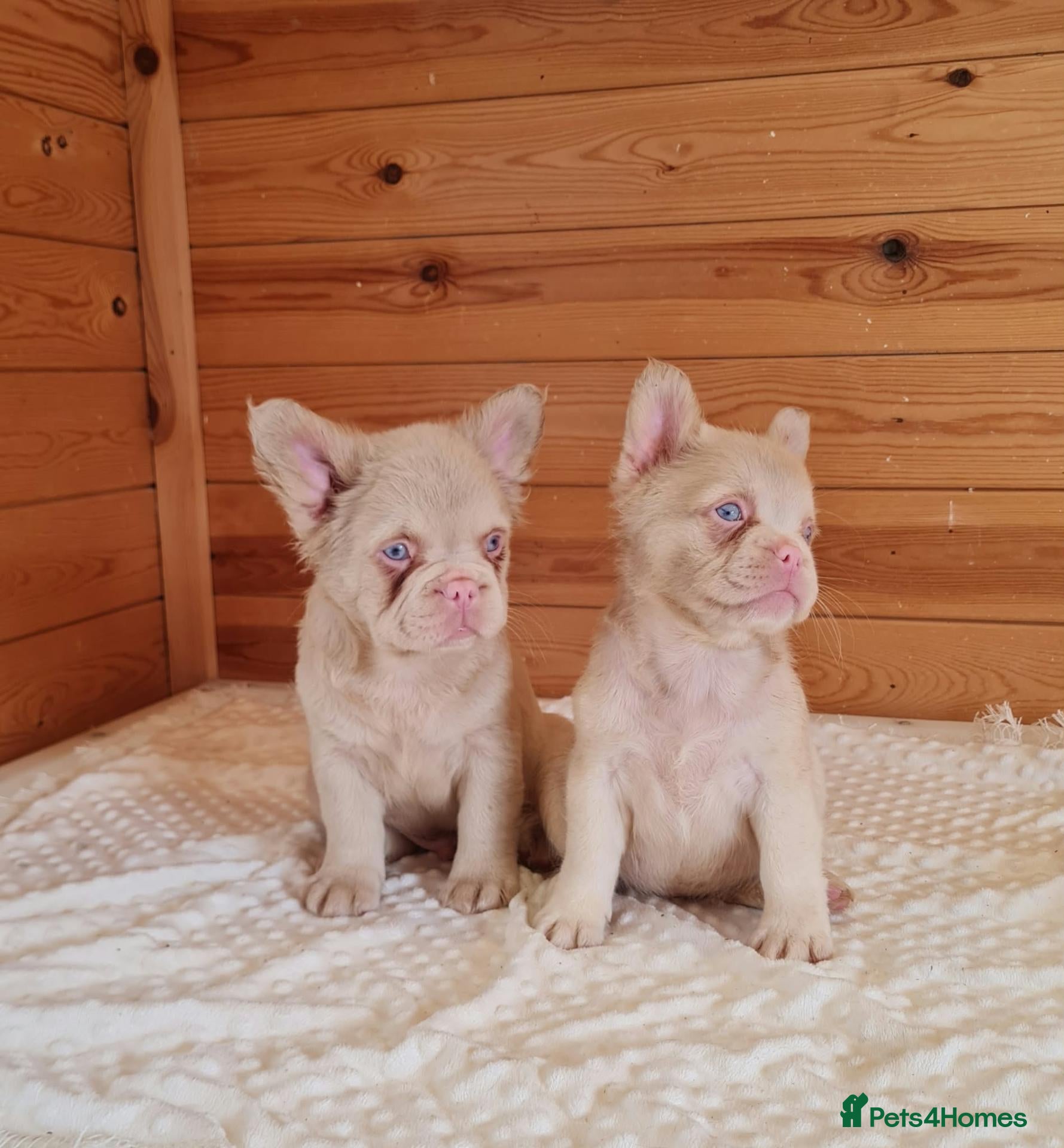 French Bulldog dogs Fluffy pink husky French bulldog  - Advert 17
