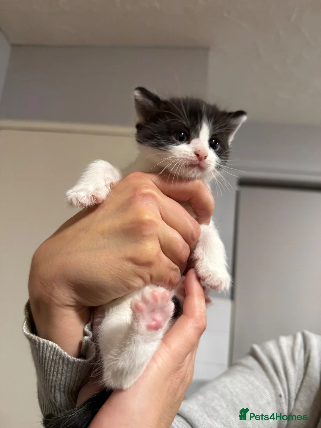 Mixed Breed cats for sale: Black and white kittens in Chatham - Advert 2