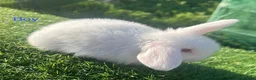 Mini Lion Lop rabbits for sale: Mini Lion Lop Rabbits – Ready This Weekend 🐰 - Advert 8