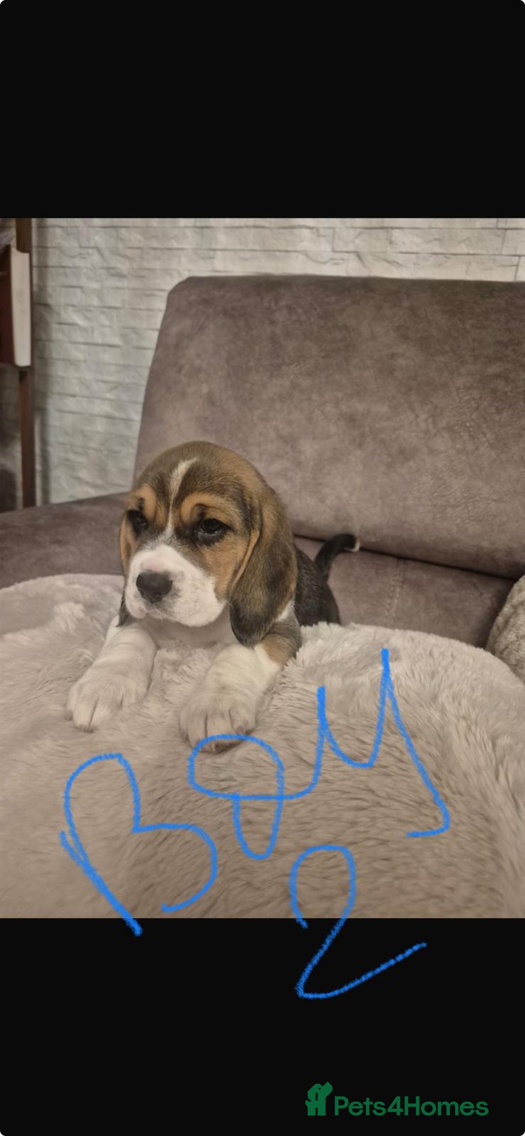 Beagle dogs for sale: Gorgeous tricolor beagles puppy - Advert 5