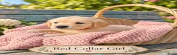 Golden Retriever dogs for sale: Beautiful KC Puppies No Endorsements  - Advert 22