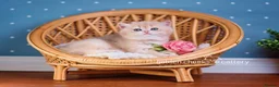 British Shorthair cats for sale: Exceptional Kittens from Outstanding Bloodlines  - Advert 12