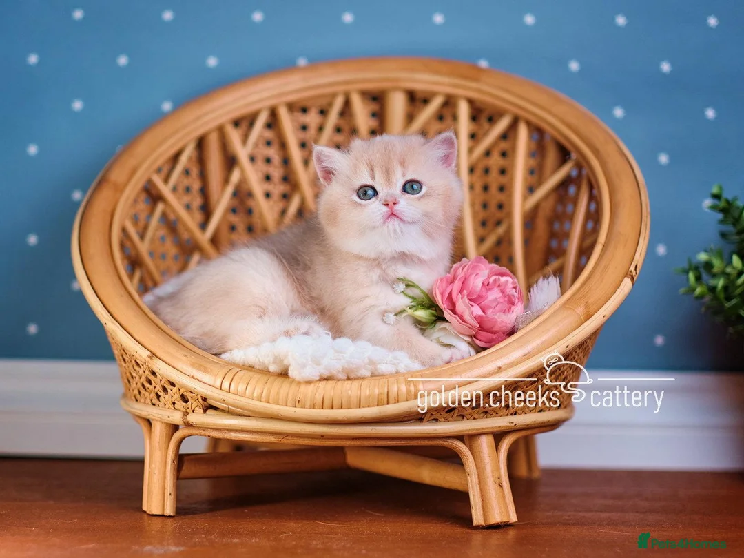 British Shorthair cats for sale: Exceptional Kittens from Outstanding Bloodlines  - Advert 12