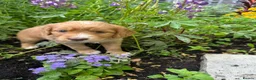 Mixed Breed dogs for sale: Cocker Sammy Spaniel puppies - Advert 21