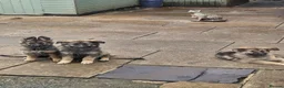 German Shepherd dogs for sale: German shepherd's  - Advert 9