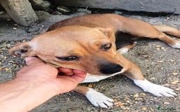 Mixed Breed dogs for adoption: LUCY, a Superb little Girl, for a Loving Home - Image 7