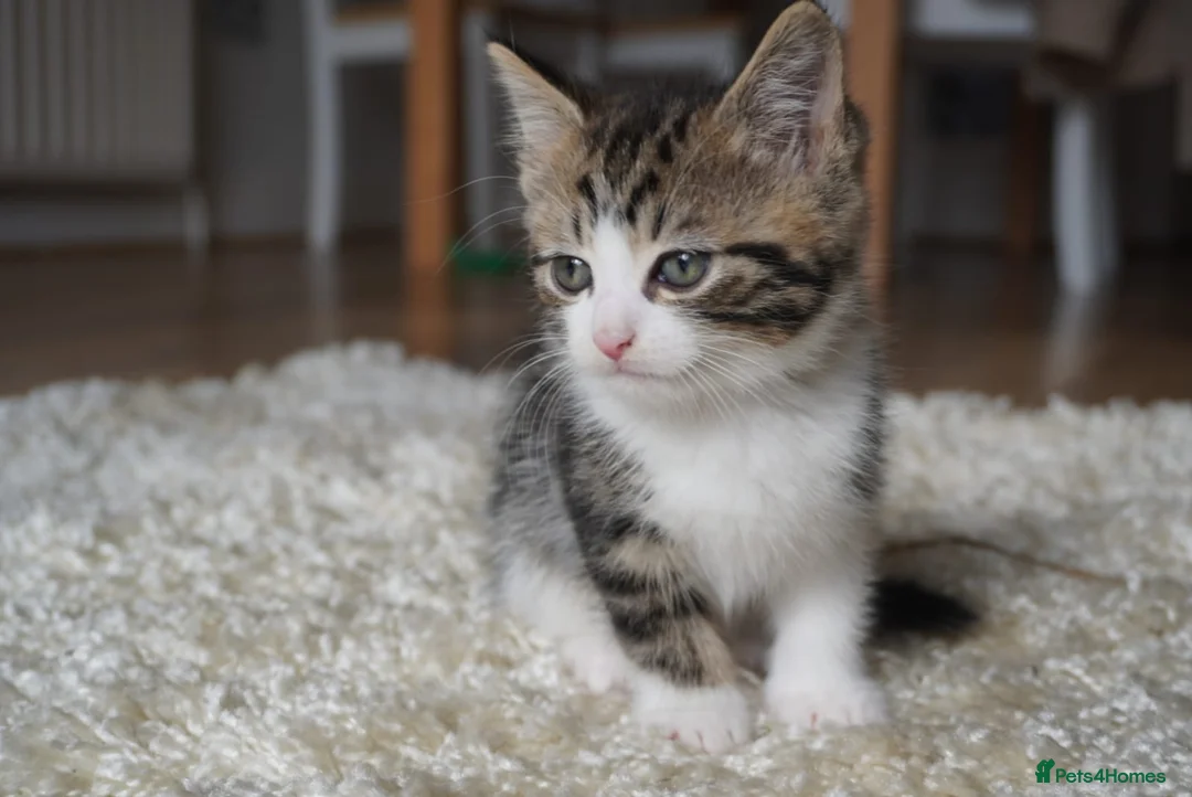 Mixed Breed cats for sale: 4 kittens for sale in Ashford - Advert 2
