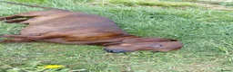 Dachshund dogs for sale: 5 kc standard smooth dachshunds  - Advert 9