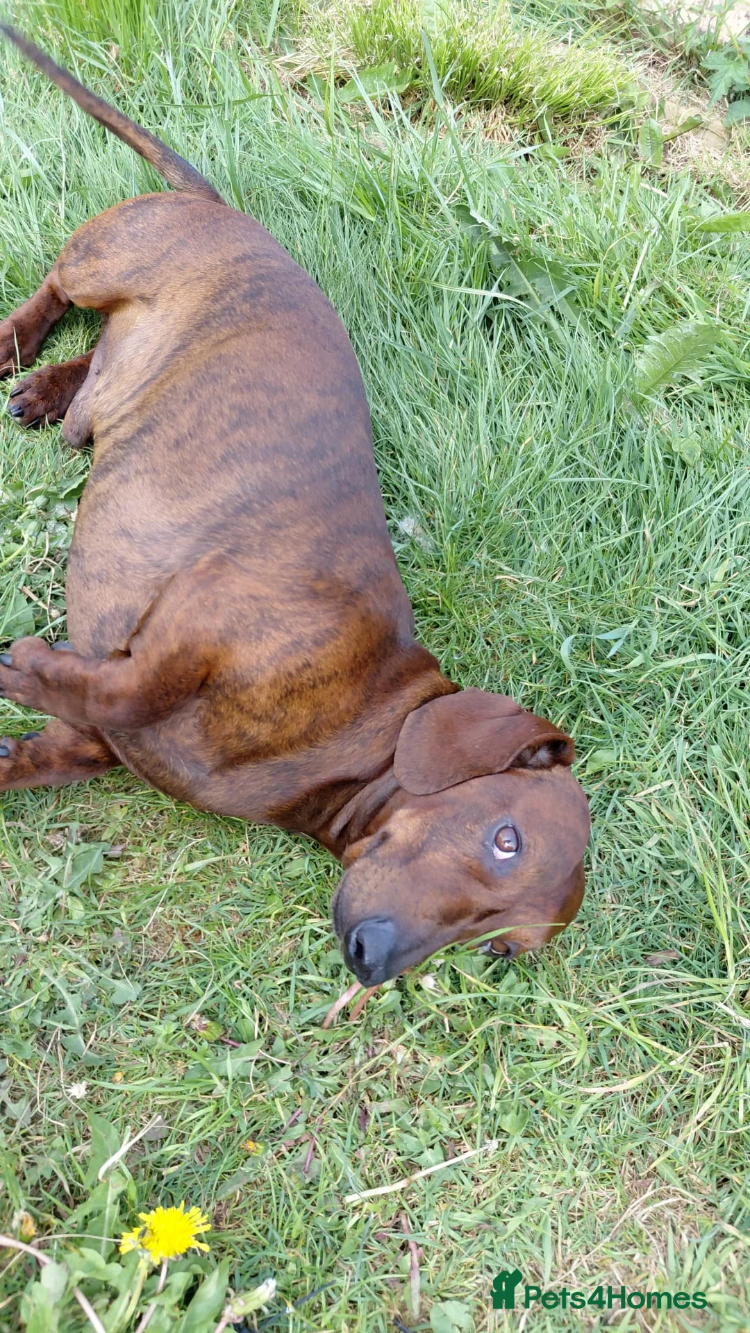 Dachshund dogs for sale: 5 kc standard smooth dachshunds  - Advert 9