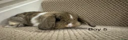 Mini Lop rabbits for sale: ✨STUNNING MINI LOP, READY TO RESERVE✨ - Advert 23