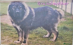 Caucasian Shepherd Dog dogs for sale: Caucasian Shepherd puppies  - Image 11