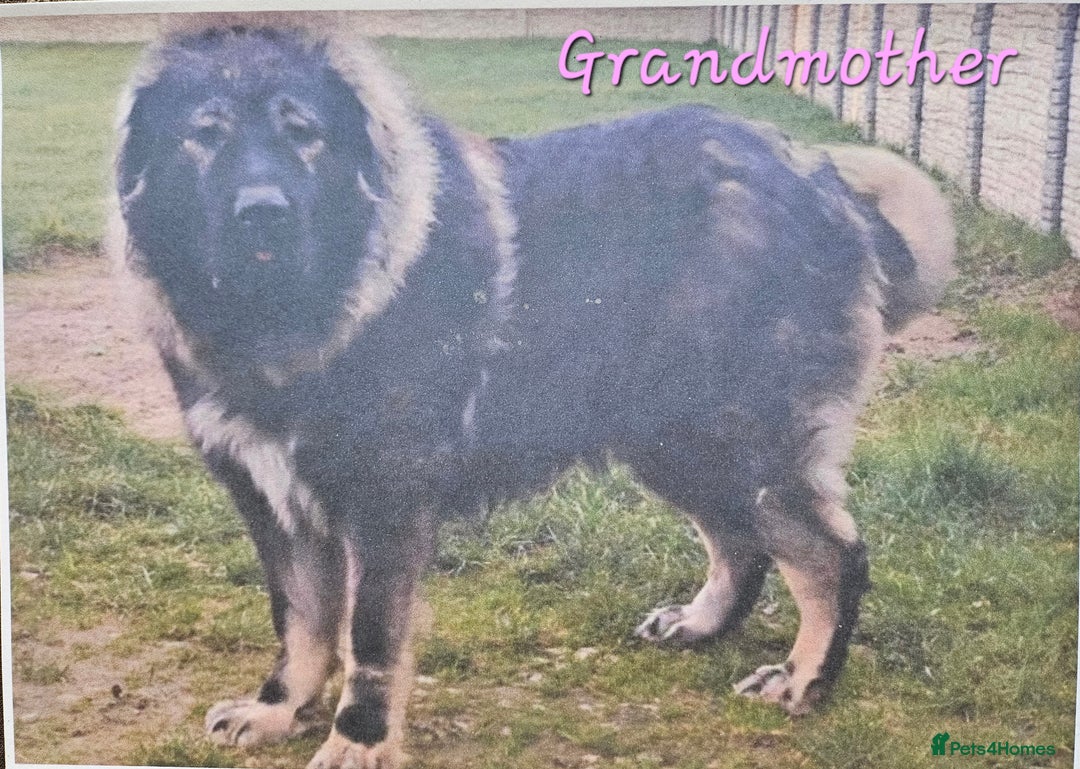 Caucasian Shepherd Dog dogs for sale: Caucasian Shepherd puppies  - Image 11