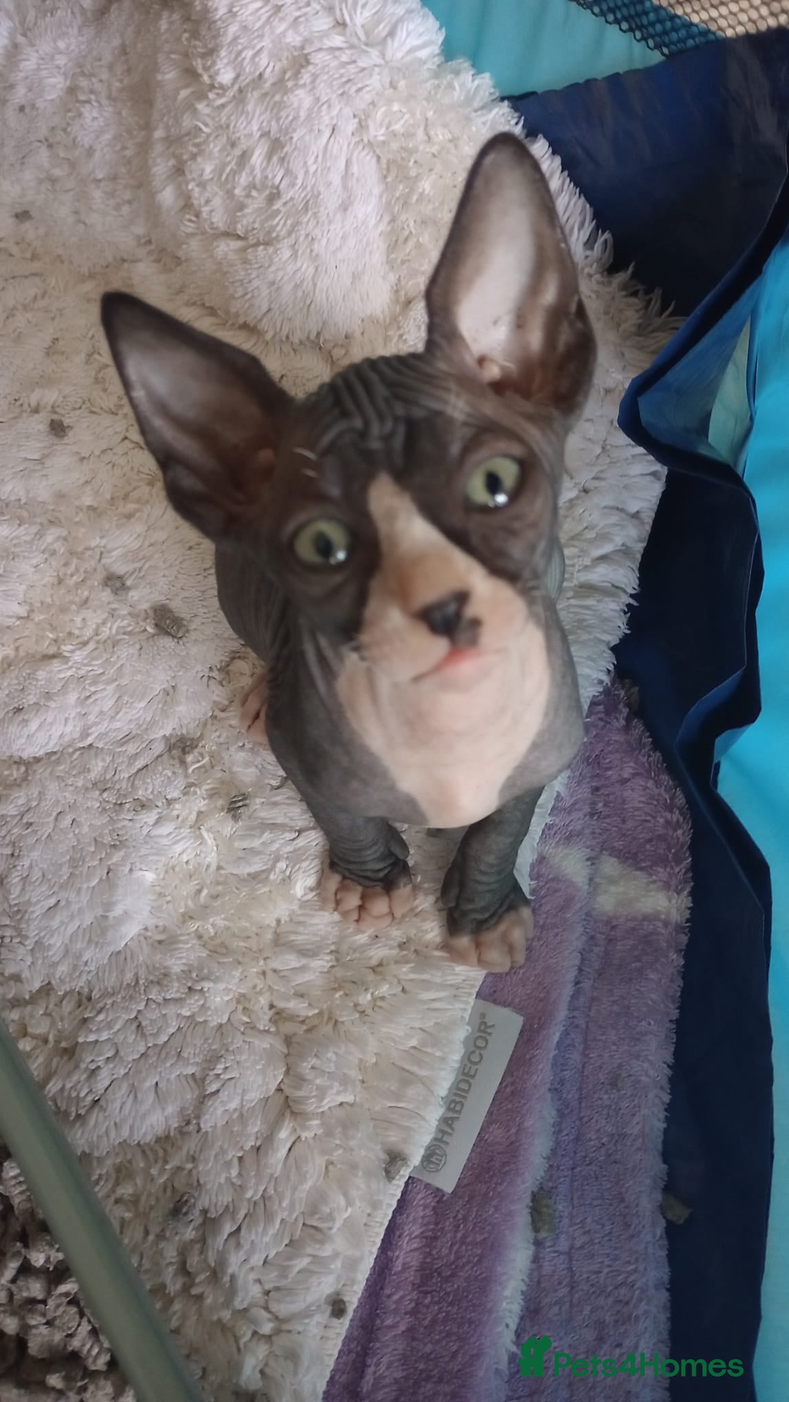 Sphynx cats Beautiful Sphynx Kittens–1Girl & 1Boy Available - Advert 2