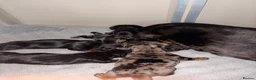 Miniature Dachshund dogs for sale: 5 stunning mini dachshunds for sale❤️🏡🥰 - Advert 14