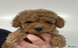Cavapoo dogs for sale: Fully DNA Health Tested Cavapoo Puppies - Image 16