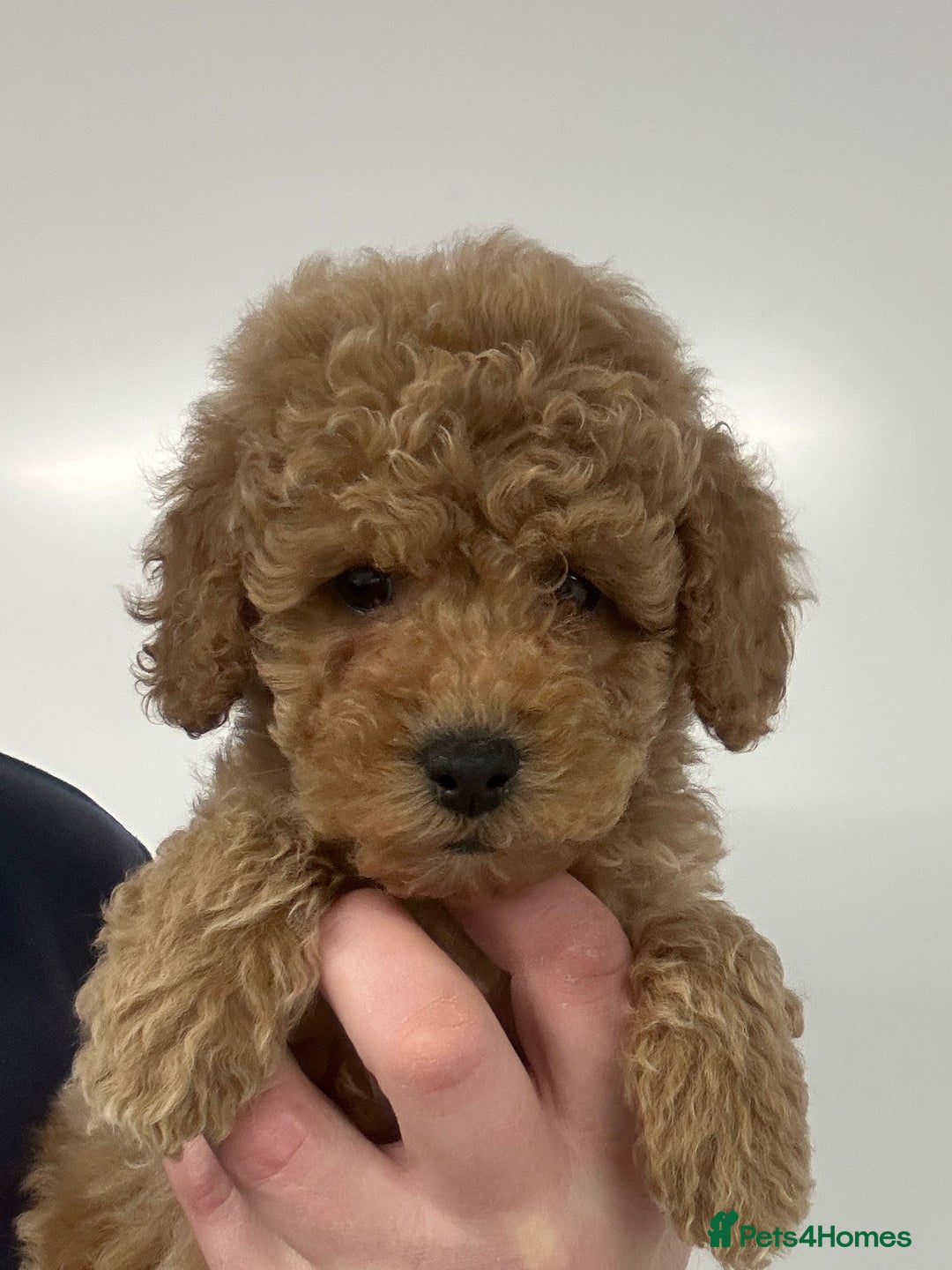 Cavapoo dogs for sale: Fully DNA Health Tested Cavapoo Puppies - Image 16