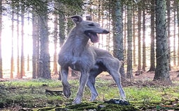 Lurcher dogs for stud: Bedlington x greyhound stud proven  - Advert 1