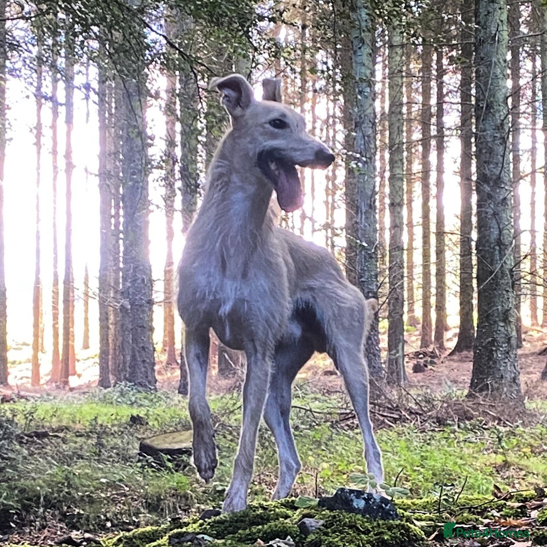 Lurcher dogs for stud: Bedlington x greyhound stud proven  - Advert 1