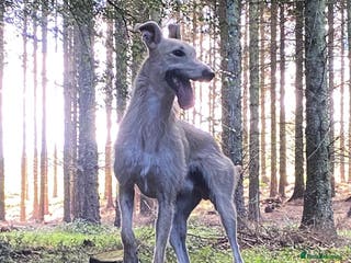 Lurcher dogs Bedlington x greyhound stud proven - Advert 1