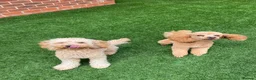 Cavapoo dogs for sale: DNA TESTED PARENTS & GRANDPARENTS TOY CAVAPOO   - Advert 9
