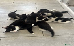 British Shorthair cats for sale: Boy kitten available - Image 4