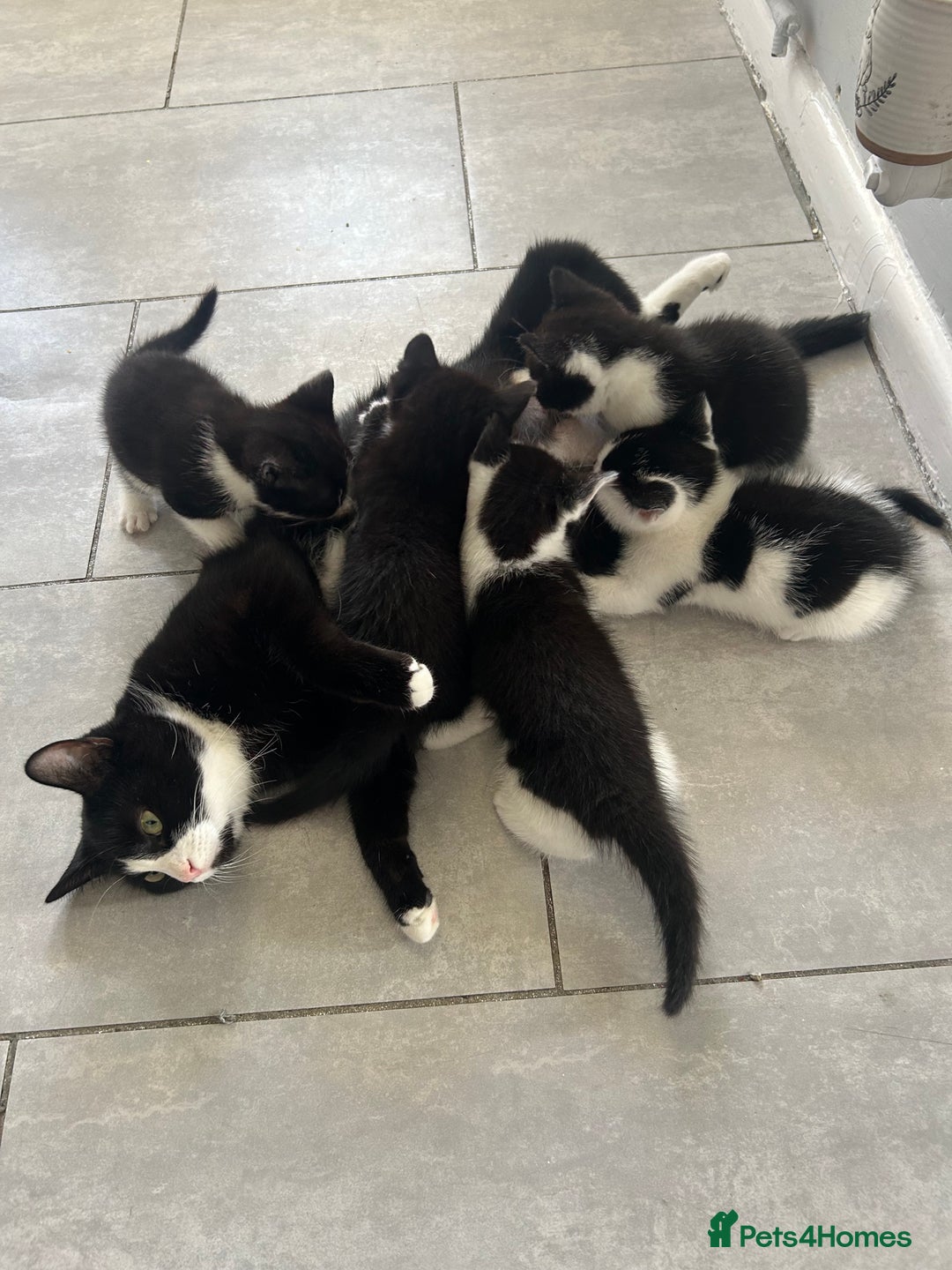 British Shorthair cats for sale: Boy kitten available - Image 4