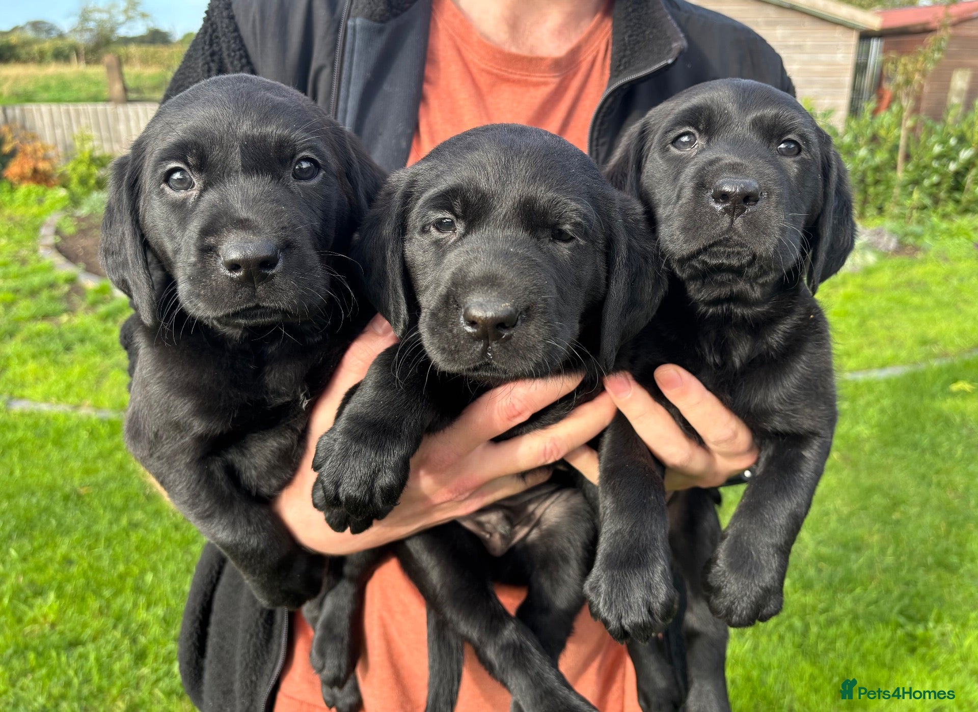 Labrador Retriever dogs Gorgeous Lab Pups KC reg/health tested parents - Advert 7