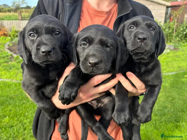 Labrador Retriever dogs Ready in 2 weeks KC Reg health tested Lab pups 🐾 - Advert 17