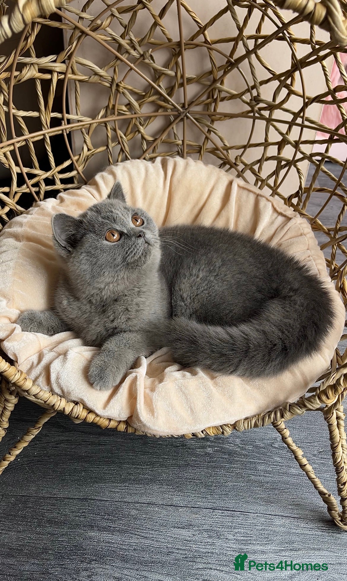 British Shorthair cats Available Last gorgeous blue girl!💙 - Advert 11