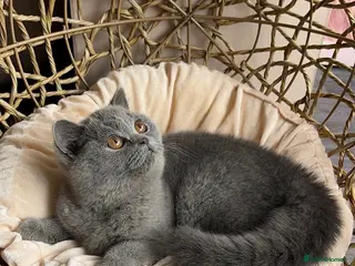 British Shorthair cats Available Last gorgeous blue girl!💙 - Advert 11
