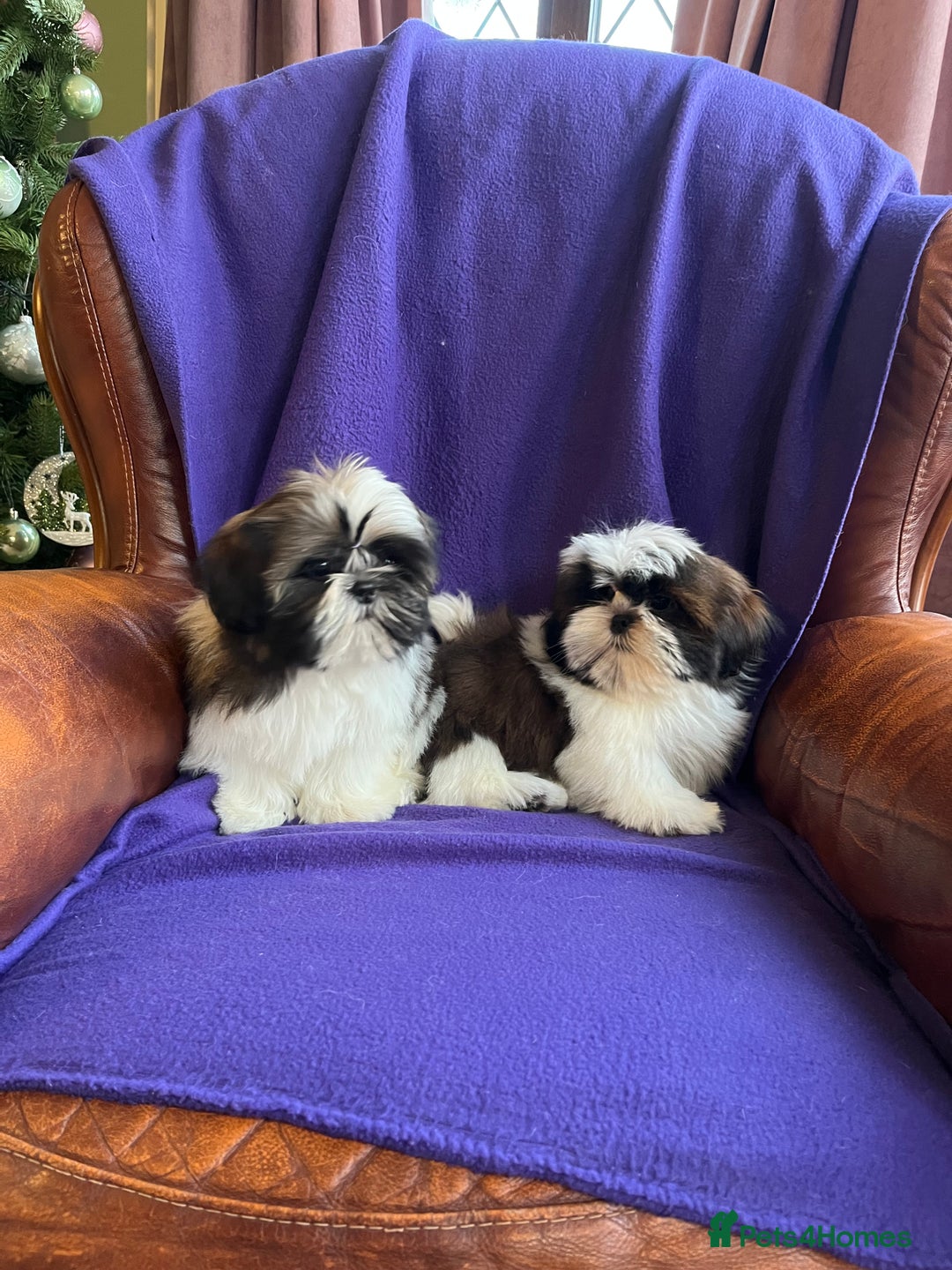 Shih Tzu dogs for sale: Lovely ShihTzu puppies - Advert 10