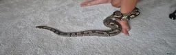Python Snake reptiles for sale: 2 ball pythons in Downham Market - Advert 6
