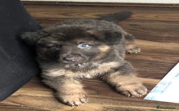 German Shepherd dogs for sale: Blue German Shepherd  - Image 33
