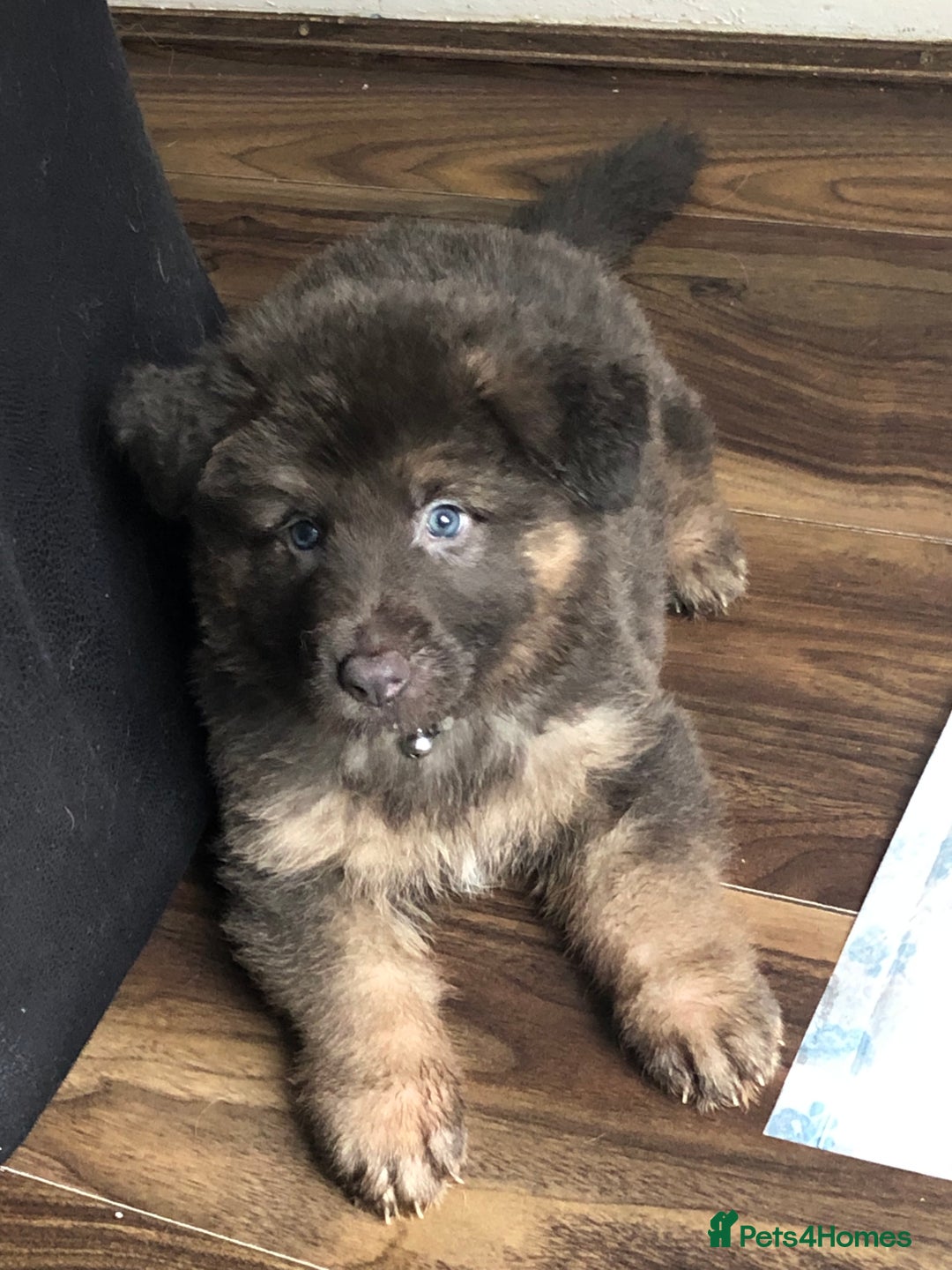 German Shepherd dogs for sale: Blue German Shepherd  - Image 33