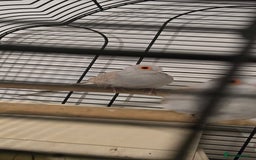 Doves birds for sale: Dimond doves  - Advert 3