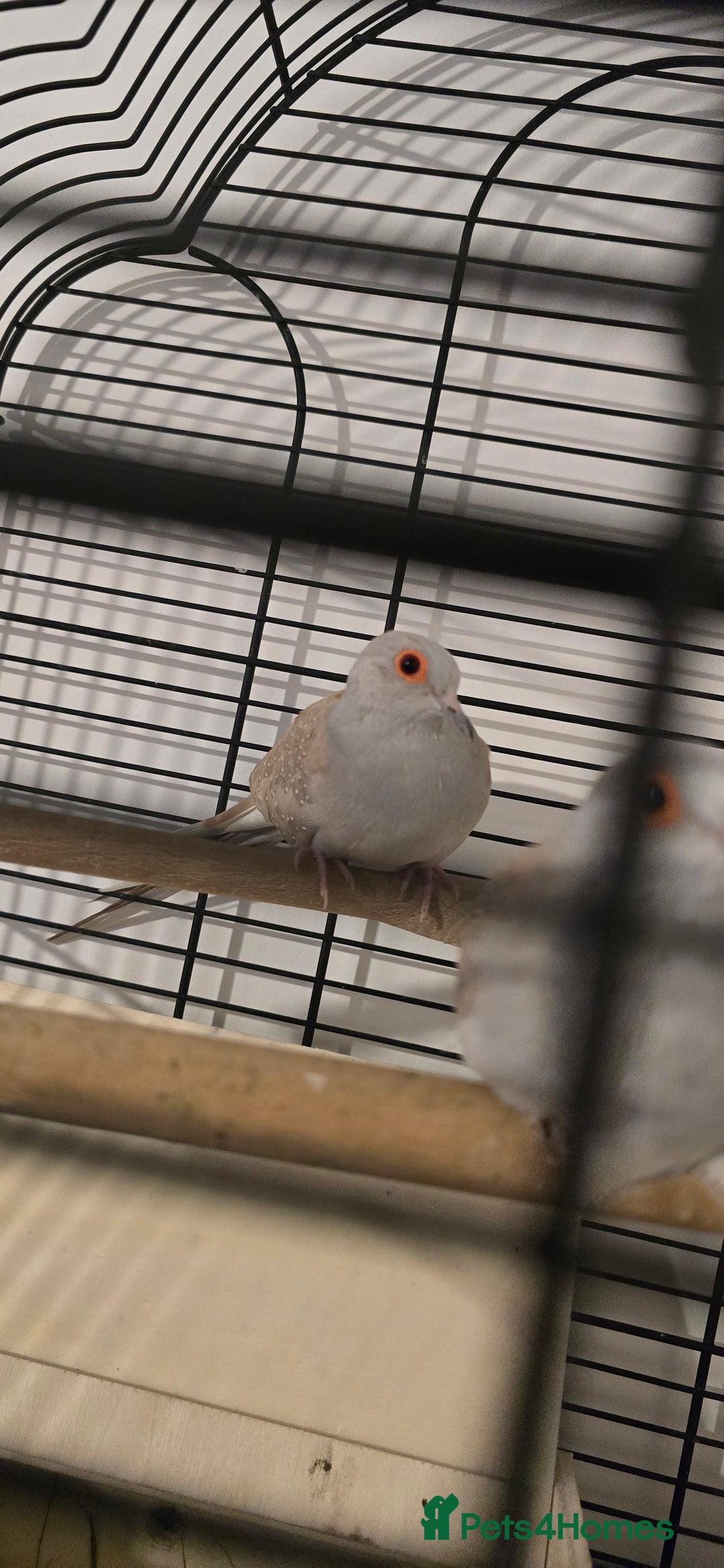 Doves birds for sale: Dimond doves  - Advert 3