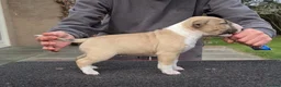 English Bull Terrier dogs for sale: English bull terrier puppies  in Bedford - Advert 9