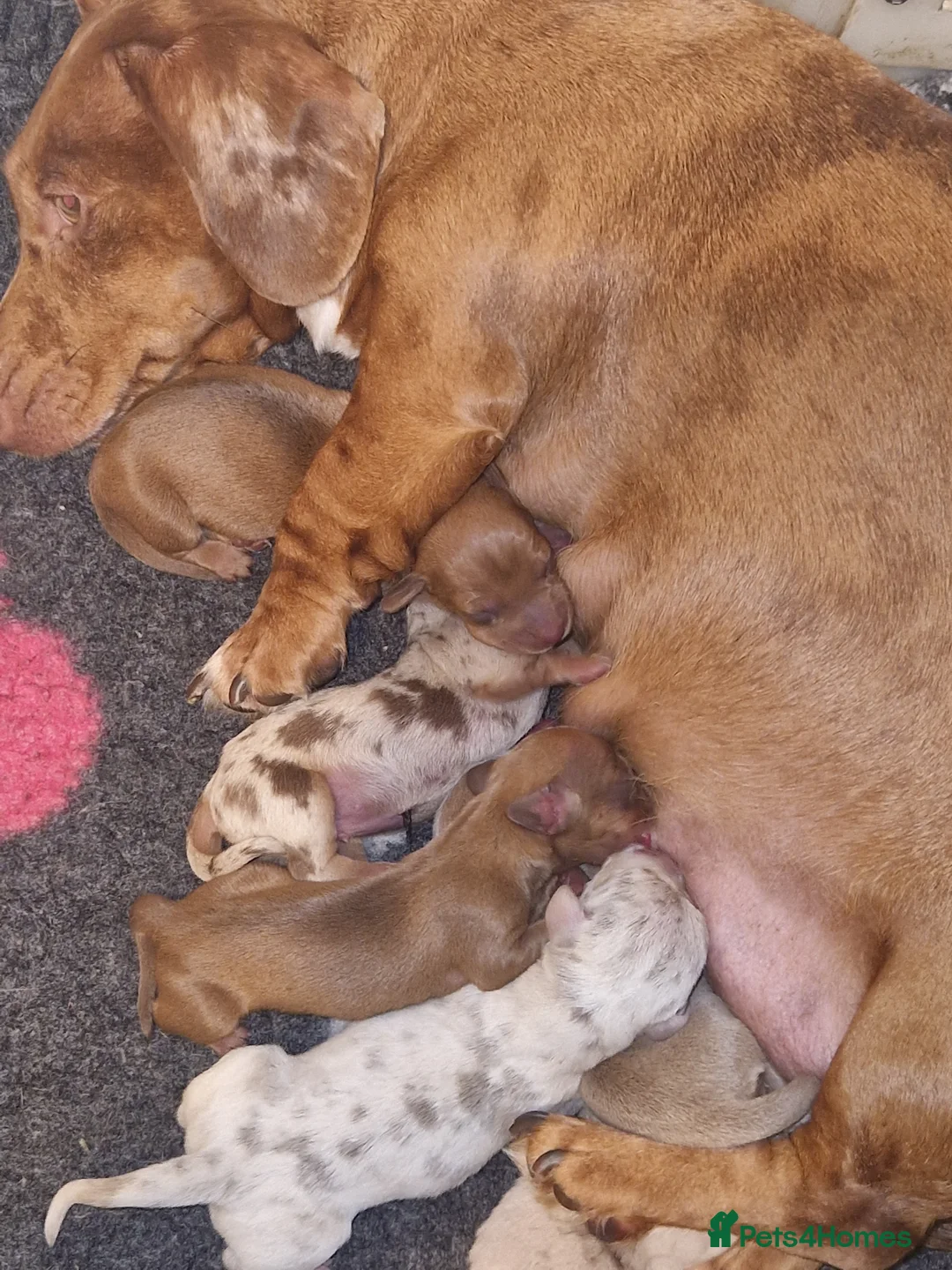 Miniature Dachshund dogs for sale: Fully vax'd Red Kc registered miniature dachshund  - Advert 2